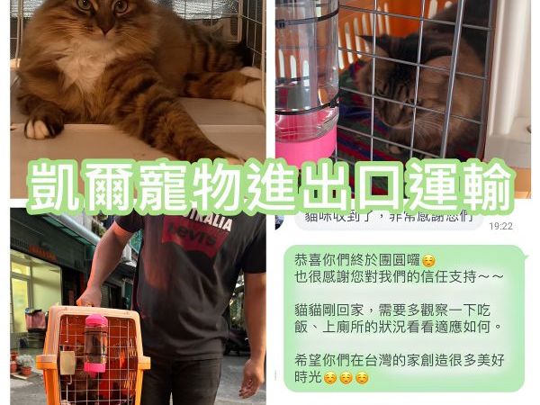 2024/01/26 『台灣』超有氣質的貓貓陪主人從中國回台灣啦~~~